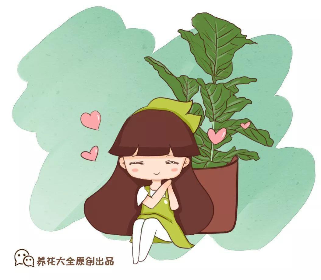 客厅一盆大型花, 好养活还美观, 吸甲醛效果翻倍!