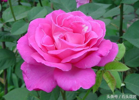 盛花期过后的月季, 经过这么一打理, 两周后又是盛花期