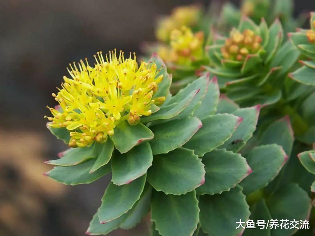 新手也能轻松养开花的红景天, 没想到对人类还有这9种益处