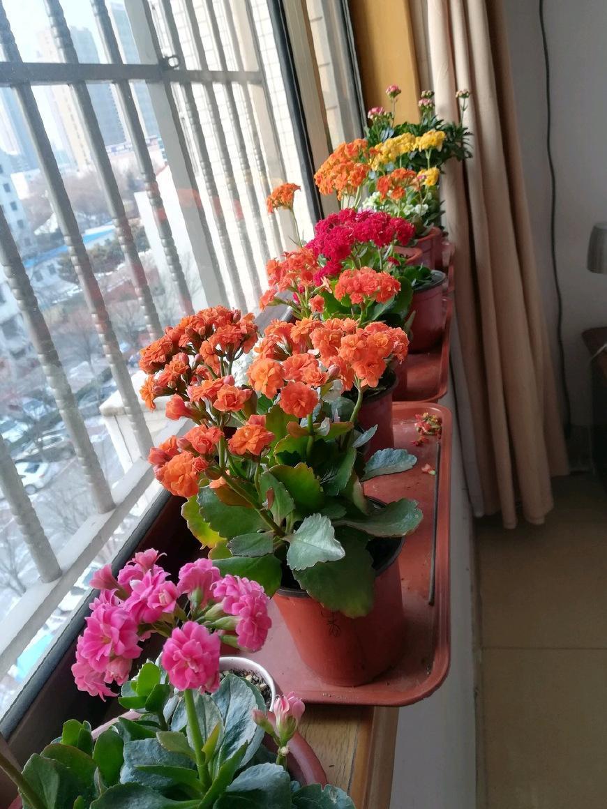 浇花用这种“水”, 越浇盆土越“疏松”, 花卉长得旺, 开花多
