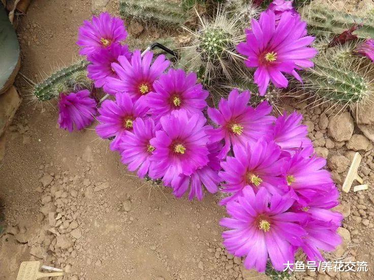 7种容易开花的仙人掌盆栽, 新手也能轻松养出好看的花朵