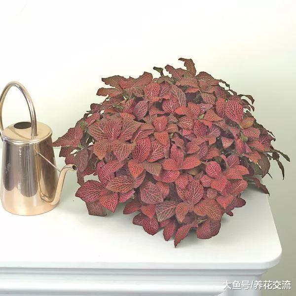 10种适合盆栽养护的耐阴植物, 光线阴凉处也能长旺盛