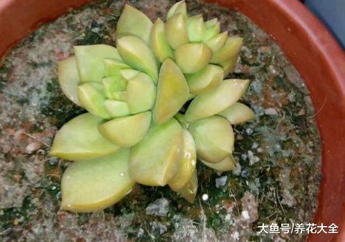 多肉塞到冰箱里, 最后越变越红, 砰砰爆出5个头!