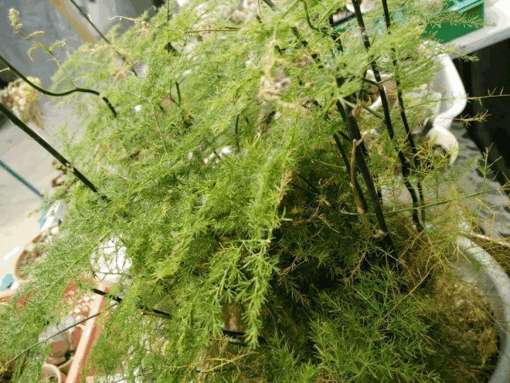 家里的花摆在这儿, 放一盆死一盆, 连绿萝都养不活!