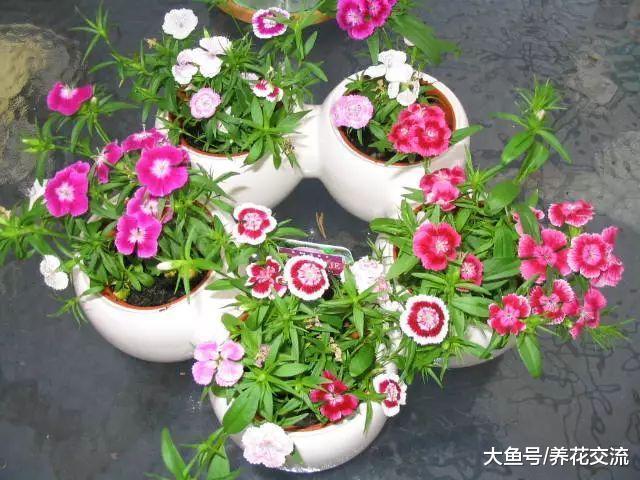 5种可以常年开花的盆栽花卉, 花朵艳丽, 播种繁殖特别简单