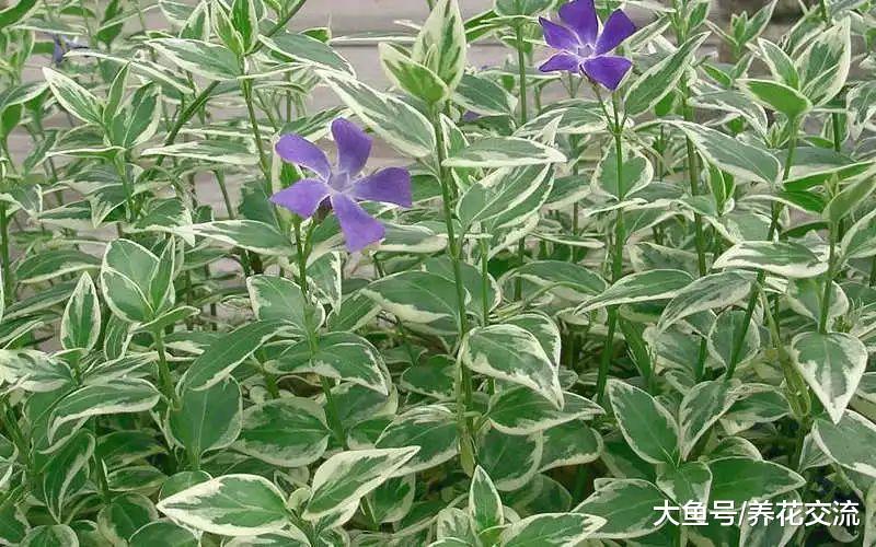 生长在树荫下就能不断开花的8种观赏植物, 你能认出几种呢?