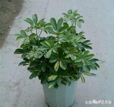 当栀子遇上桂花, 不但是颜值组合, 效果比空气清新剂还管用!