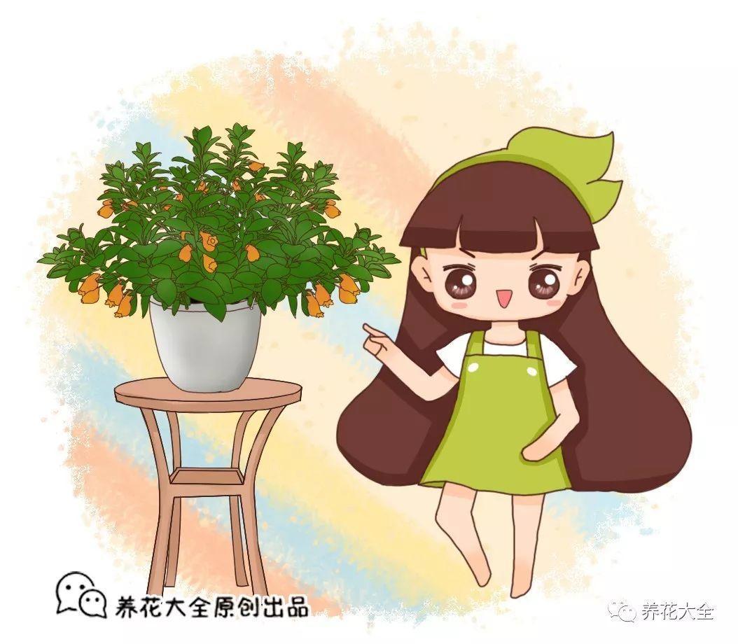 奶奶养的吊兰, 竟然爬满小金鱼, 叶子也又肥又绿!
