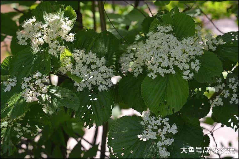 冬季养在院子里也能保持翠绿的耐寒植物, 零下十多度都能存活