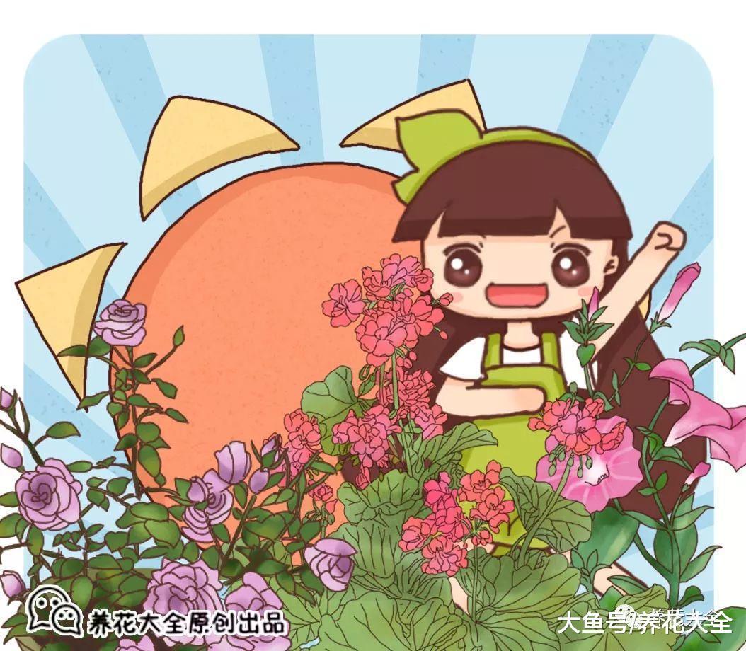 想要花开满盆? 那就做到这几点, 花期还能延长半个月!