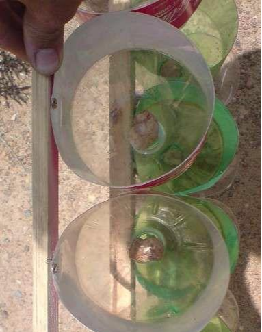 再也不用买菜了! 他用可乐瓶油桶打造厨房小菜园, 1年都吃不完