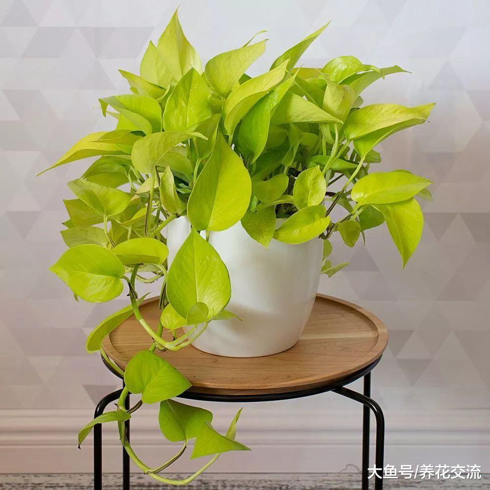 最寻常的盆栽绿萝, 没想到也有这么多的品种, 你更喜欢哪一种呢?