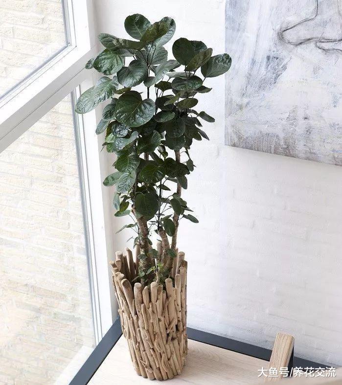特别适合摆放在客厅的福禄桐, 原来还有不同类型的叶子