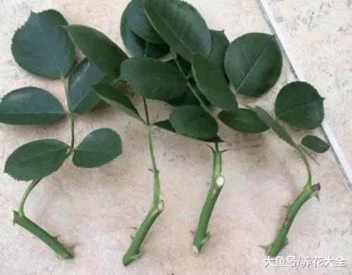 海绵纸巾扦插法, 根长得飞快, 成活率超高!