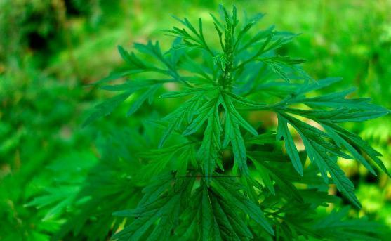 医生: 益母草的效果很神奇, 但这两类人服用等于送掉自己的小命!