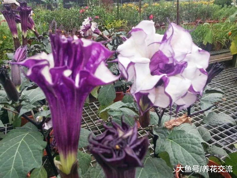 这种花卉看起来迷人至极, 但花果和茎叶都是有剧毒, 避免采摘
