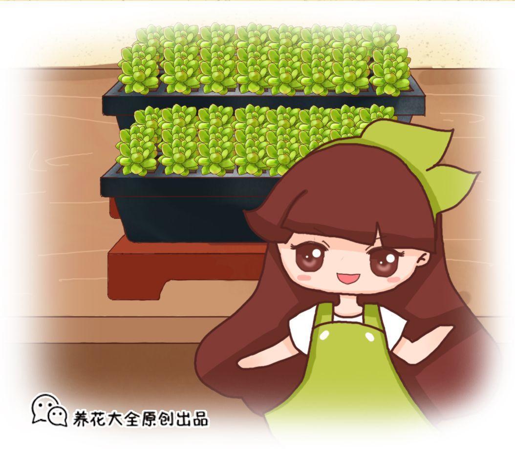 初秋给花扒层皮, 1盆秒变20盆, 省老多钱了!
