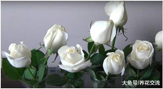 准备两种东西, 就能将白玫瑰变成七彩玫瑰花了