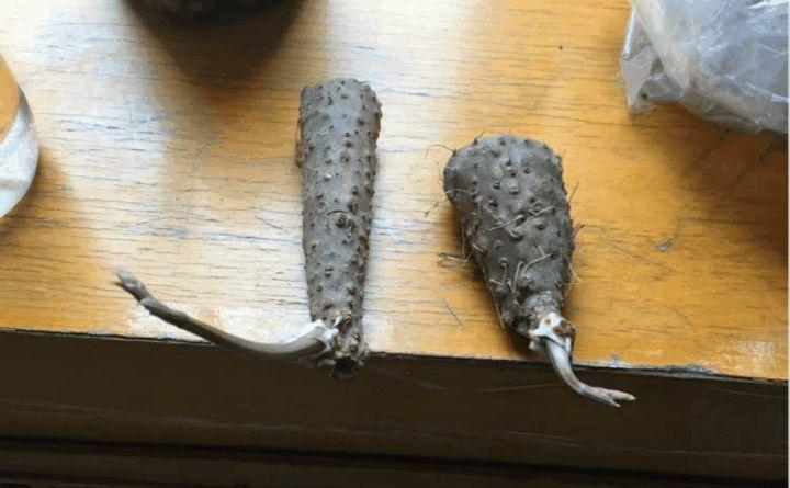 一节山药埋盆里, 叶子呼呼爬满墙, 来年挂满小豆豆!
