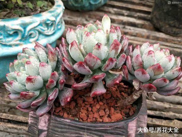 30种花浇水方法, 1句话保花活20年!