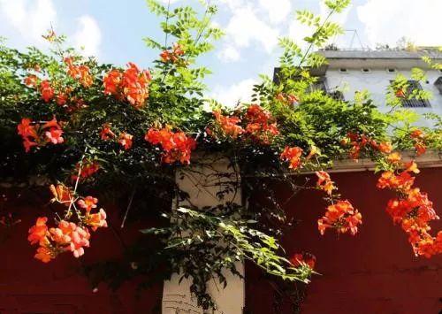 家里有铁栅栏和围墙的千万不要空着, 用来养爬藤植物美到尖叫!