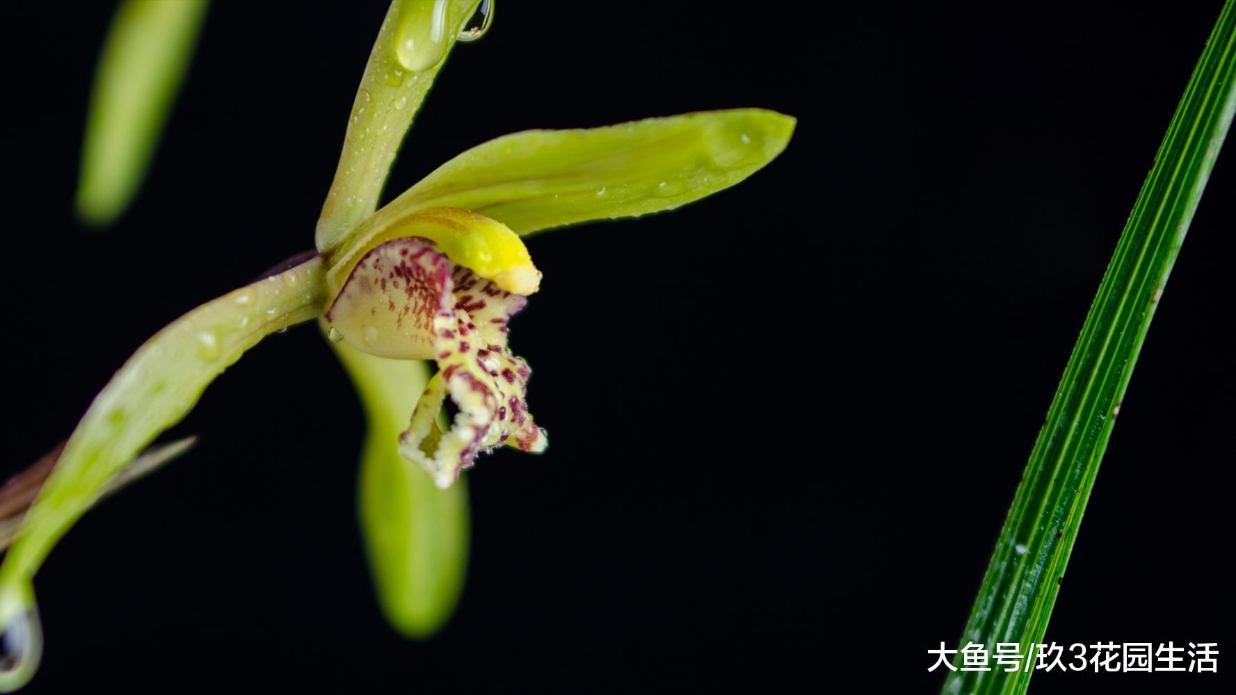 网购兰花如何防止被骗?