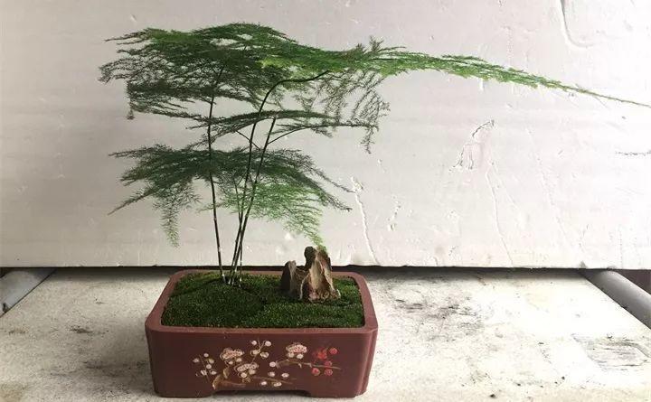 祖传养花的秘诀, 就浇这5种水, 盆盆长得油绿茂盛!