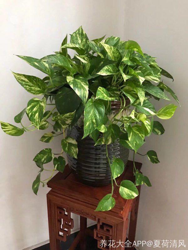 秋天1盆水, 绿萝蟹爪兰蹭蹭冒芽, 疯长起来不要命!