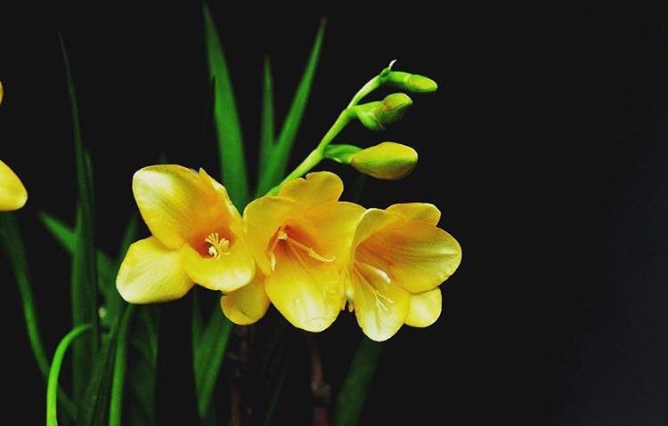 这种花长出来的时候像大蒜, 冬季开花后又香又艳, 比兰花好养100倍