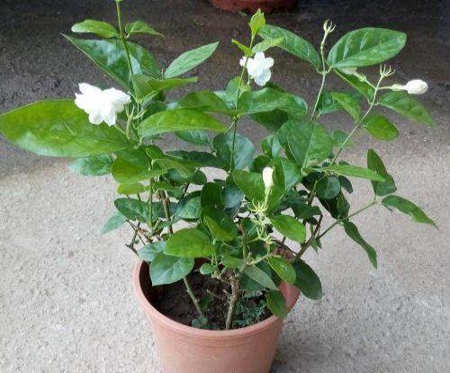 花前掐一下, 花后剪一刀, 月季茉莉想开几次开几次!