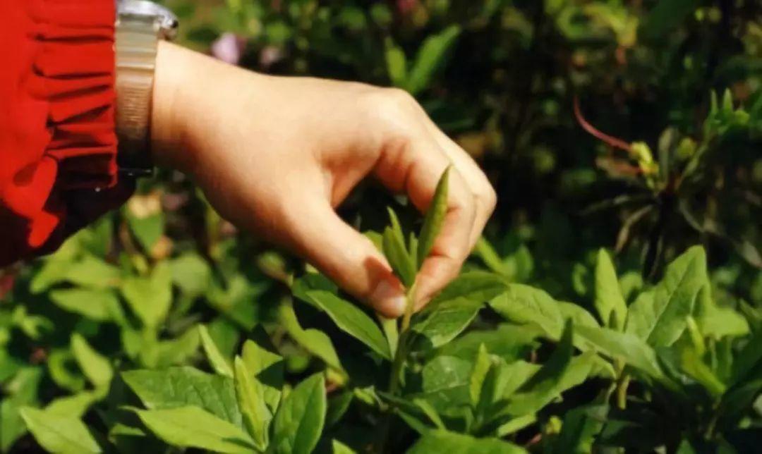 养花的4大绝技, 学1招, 就能养个大花球!