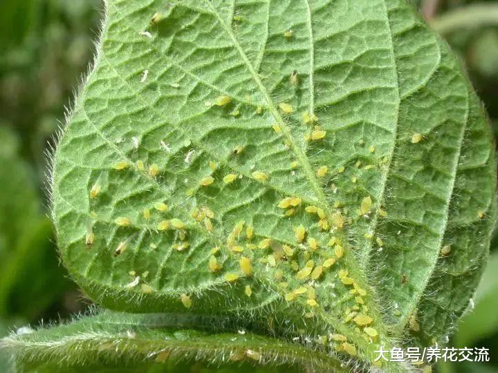 这7种植物虫害没处理好, 想要养好盆栽花卉就难了