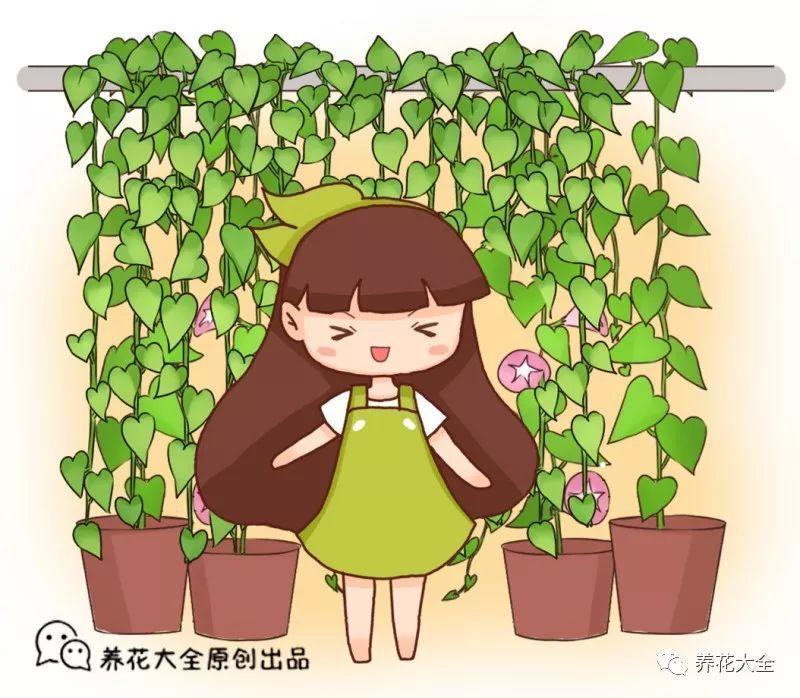 这些花儿最能长, 随便种一棵, 蹭蹭爬满墙!