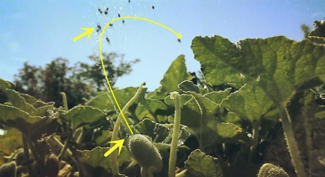 5米高粱引跪拜? 总有一些植物不好好长, 非要“成精”!