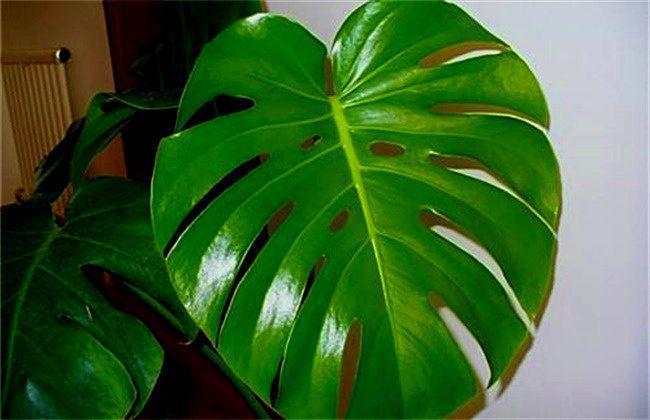 这花就是吸尘器, 吸灰又除菌, 越养家里越干净!