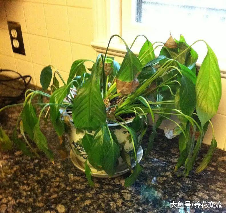 为什么室内植物不断掉叶, 要怎么打理才能避免这种状况?
