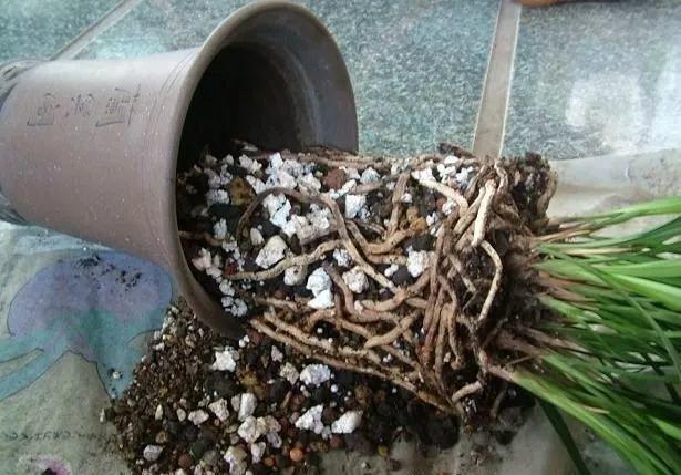 垃圾桶捡点它, 掰碎了垫盆底, 绿萝根系呼呼撑爆盆!