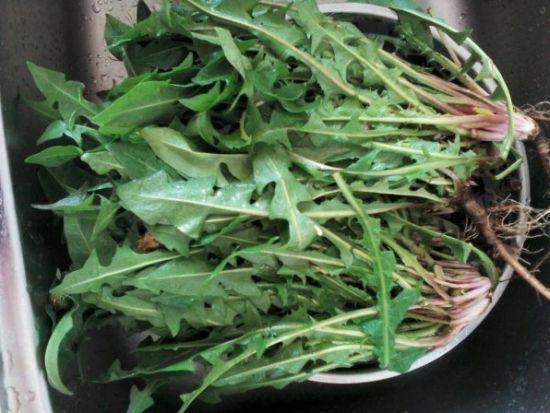 这种“低廉”的野菜, 是“肝毒”的克星, 泡水喝, 横扫体内老肝毒