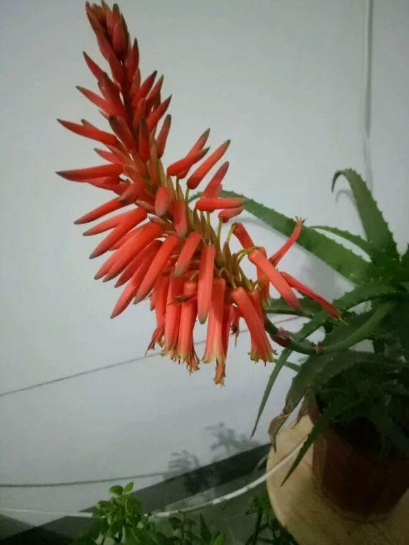 给花用点黄豆肥, 芦荟也能养开花, 红艳艳的一串挂枝头!