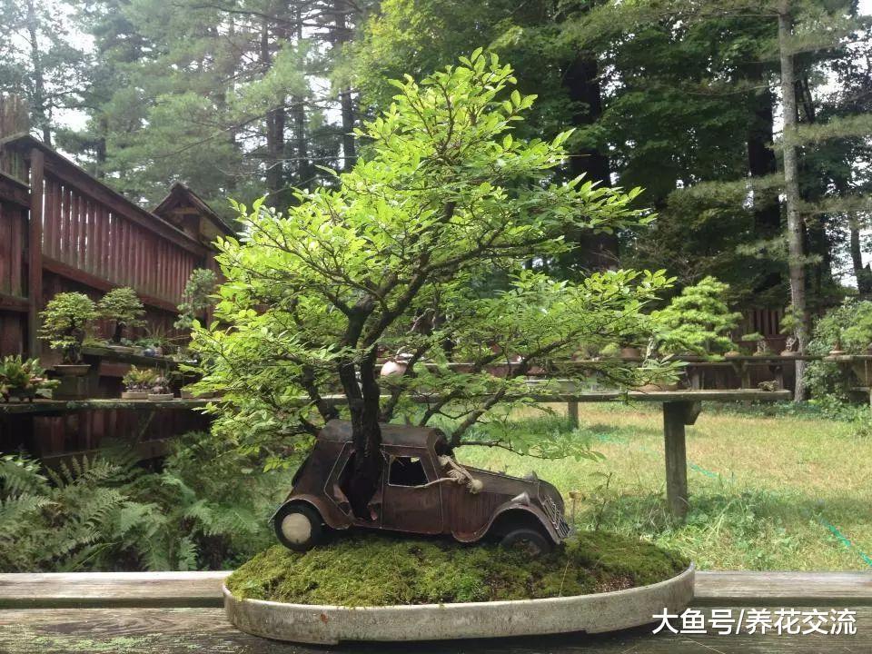 大型盆栽植物栽种的一些实用技巧, 如何照顾才能生长更佳