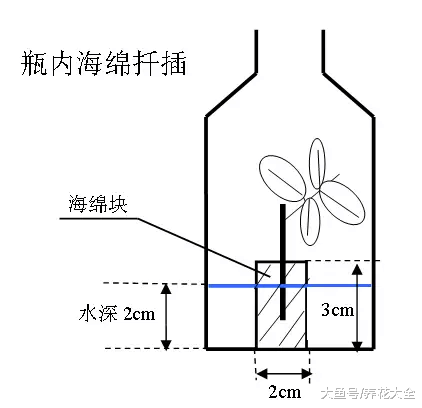 海绵纸巾扦插法, 根长得飞快, 成活率超高!