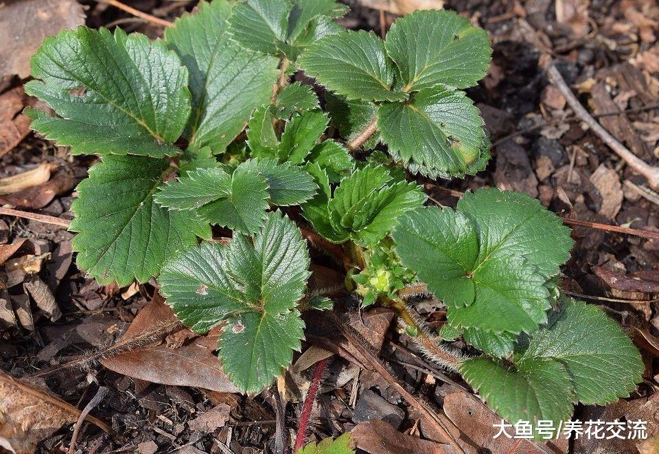 掌握这些养护盆栽草莓的技巧, 在阳台上也能不断收获
