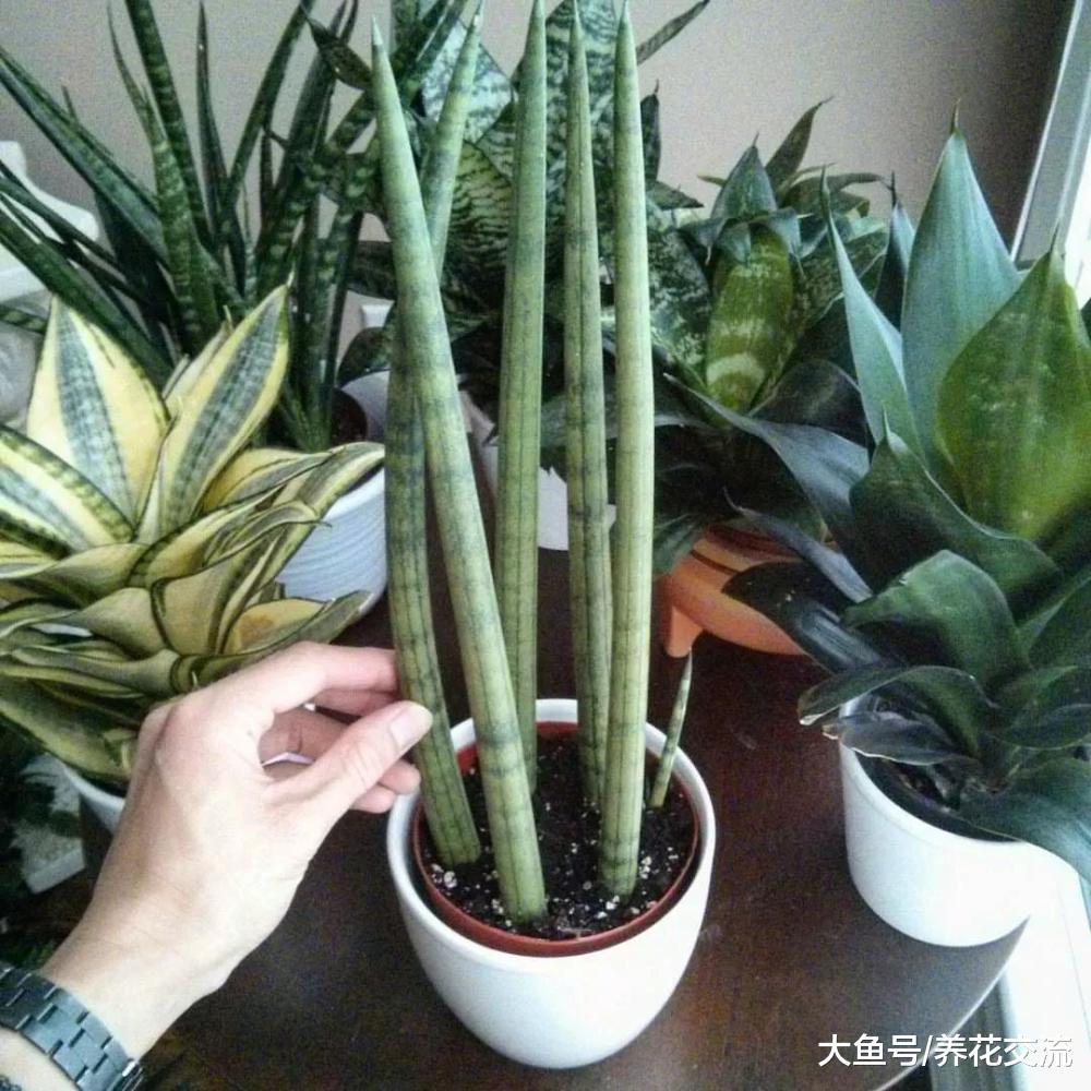 叶子长得像棍子一般的虎皮兰, 没想到还能开花