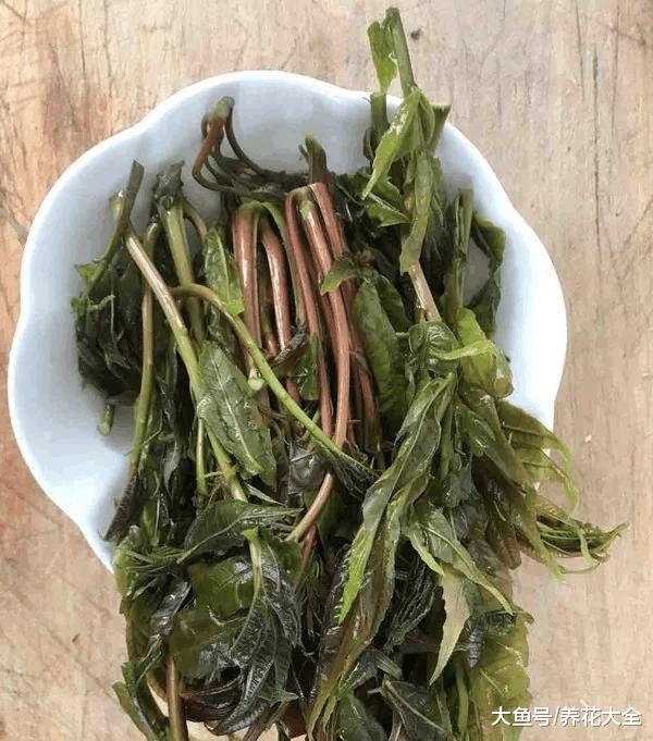 春天摘把它, 让你一年有“榆”钱, 舌尖感受“椿”天!