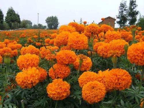 夏季的你还在被蚊子咬吗? 这些驱蚊一流的植物你都知道吗?