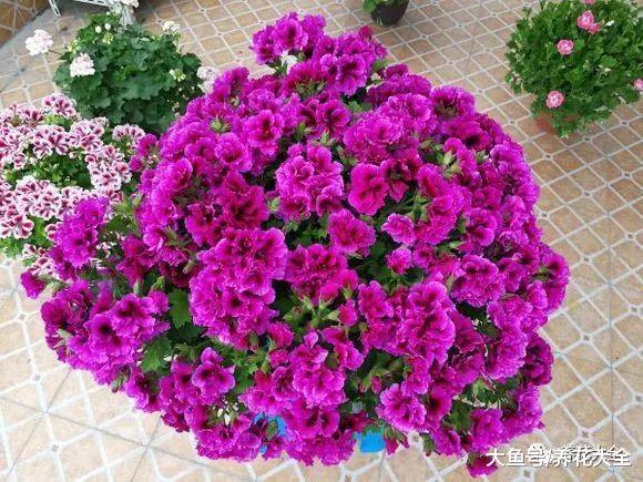 50种天竺葵, 花色艳丽, 你又见过几种?