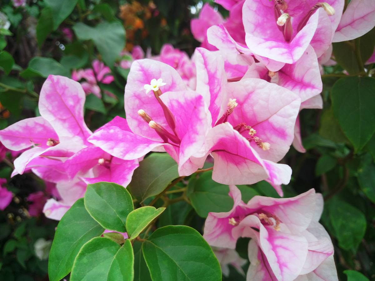 阳台种这“3种”花, 耐养香气扑鼻, 不小心养成一片“花海”!