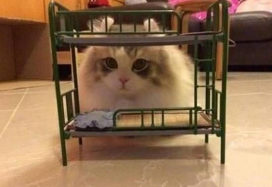男友给猫咪买个床, 结果打开快递看到床的那一刻, 瞬间愣住了…