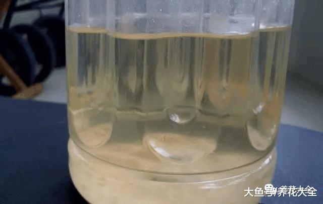 打个鸡蛋扔花盆里, 3年不用施肥!