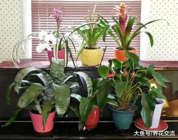秋冬季节植物养在室内需要这几点额外照顾, 想养死花都难了